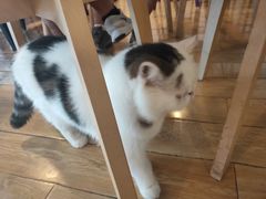 -Cappucimeow猫咪咖啡馆(韦伯时代店)