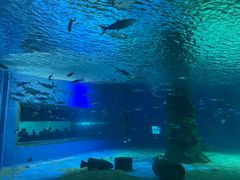 -北戴河圣蓝海洋公园