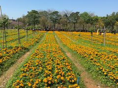 -天适樱花悠乐园