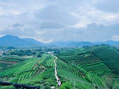 -龙坞茶村