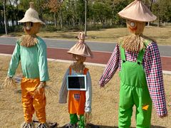 -上海长兴岛郊野公园