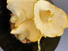 焦糖蘋果塔-风雅厨