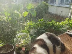 -海边的猫和咖啡馆