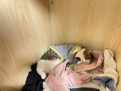 -猫爷宠物生活馆·撸猫馆