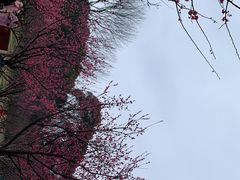 -无锡梅园公园
