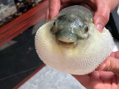 -肆月河豚·新淮扬(金融街店)