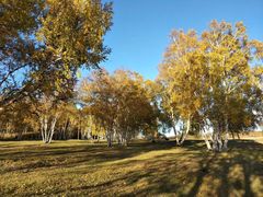 -乌兰布统景区-白桦林