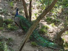 -西霞口神雕山野生动物世界