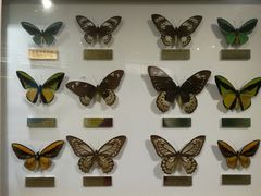 -上海昆虫博物馆