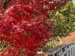 -昆山城市生态森林公园