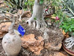 -国家植物园南园