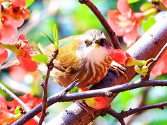 -成都大熊猫繁育研究基地-熊猫厨房