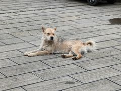 -高荡千年布依古寨旅游景区