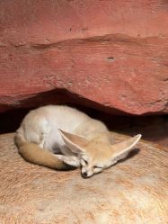 -Zoolung Zoolung动物主题公园(海信广场店)