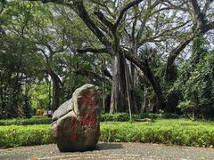 -瑞丽独树成林风景区