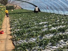 -大自然农场蔬菜草莓采摘园