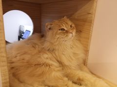 -猫咪派对(江南西店)