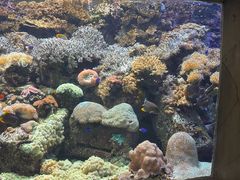-迪拜水族馆及水下动物园