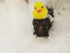 -PETKIT小佩宠物(古北店)