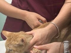 -中农大我爱我爱动物医院·核磁CT·猫病·24小时夜诊中心(石佛营店)