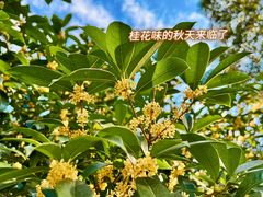 -宝界山林公园
