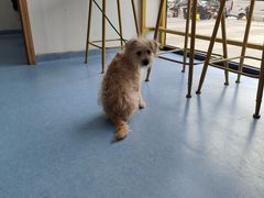-博特宠物医院24h犬猫全科.骨科·异宠