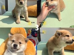 -A猫a狗全科·犬猫异宠·芥西宠物医院(南开总院)