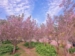 -长白岛森林公园