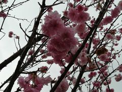 -天适樱花悠乐园