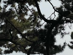 -八大关景区