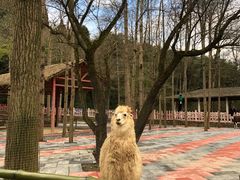 -贵州森林野生动物园