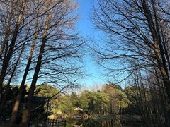 -上海滨江森林公园