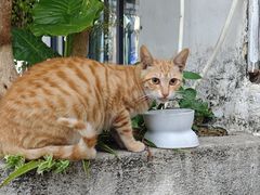 -LOOKA COFFEE(大鹏所城店)