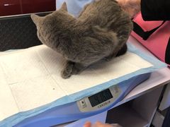-纳吉亚猫专科动物医院博雅分院