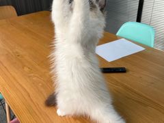 -喵zoo家庭繁育猫舍(尖东智能花园店)