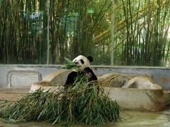-海南热带野生动植物园