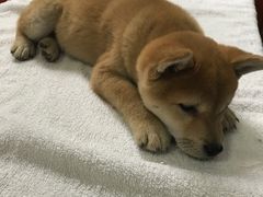 -惠康宠物医院(华能路店)