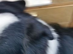 -芭比堂动物医院·心脏专科·夜诊·吉雅分院