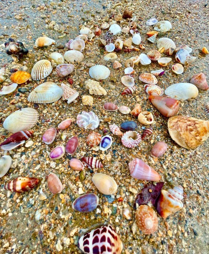 这里的海滩贝壳多到捡不完!