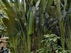 -中国科学院西双版纳热带植物园