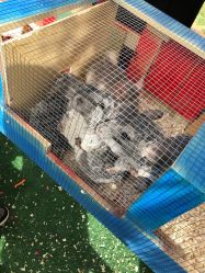 -萌宠亲子动物乐园(槐房万达店)