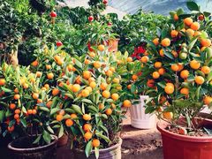 iphone_upload_pic-包头市畅兴现代农业园