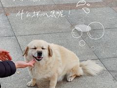 -俄罗斯风情街