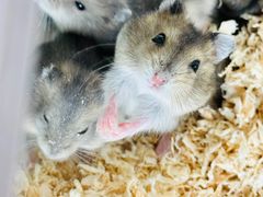 -怪兽屋·羊驼·猫咖·狗咖(俊华广场店)