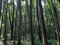 -上海共青森林公园