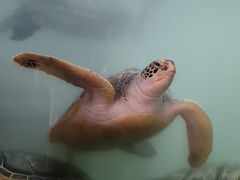 -惠州金海湾嘉华度假酒店