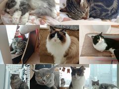 -Catmate·猫肥家润(金润铂宫店)