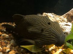 -暹罗海洋世界