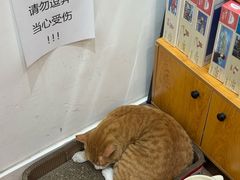 -猫的天空之城概念书店(大学路店)