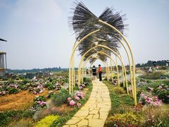 -空港花田景区